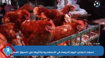 أسعار الدواجن اليوم الأربعاء في الإسكندرية وتأثيرها على السوق المحلي